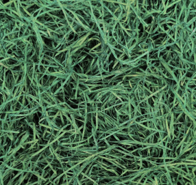 Wood shavings for decoration